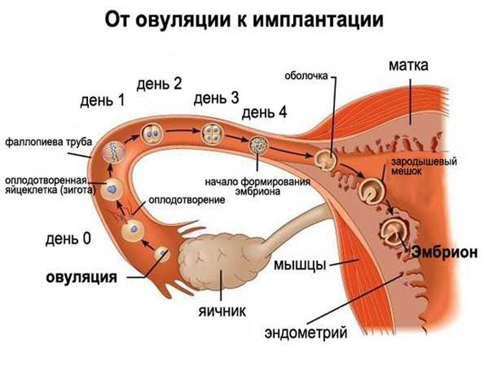 Гинекология на Петровско-Разумовской сеть ГОРОСКОП НА СЕГОДНЯ. Гороскоп на завтра, неделю, месяц
